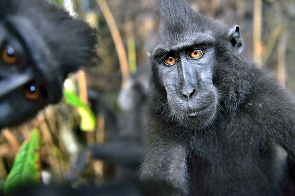 Visite privée de 3 jours dans la Réserve Naturelle Tangkoko