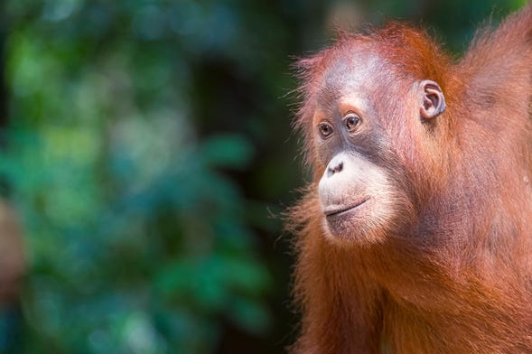 Gunung Leuser National Park Private Tour from Medan