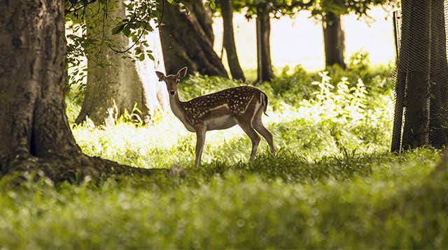 Phoenix Park El Parque Más Grande De Dublín Y De Toda Europa