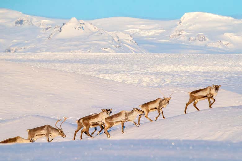 Un grupo de renos en el paisaje nevado islandés