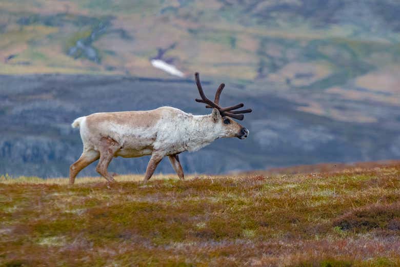 Reindeer safari in East Iceland