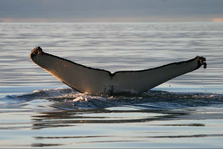 Isafjordur Fjord Whale Watching - Book Online at Civitatis.com