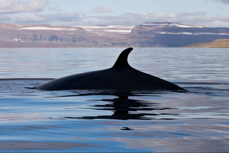 Sail along the tranquil waters in search of whales