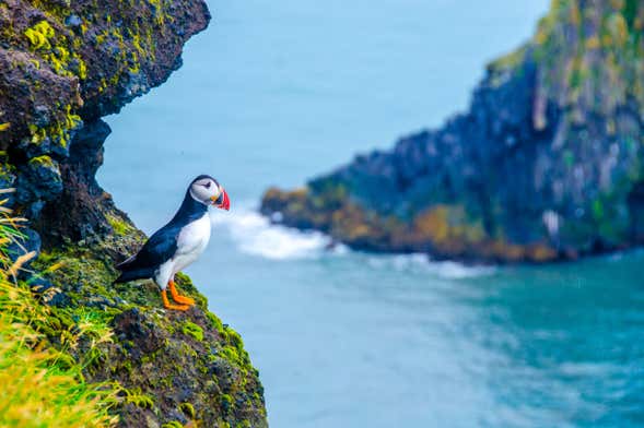 Látrabjarg & Raudasandur Day Trip