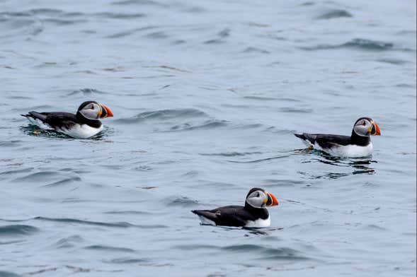 Avvistamento di pulcinelle di mare a Reykjavík