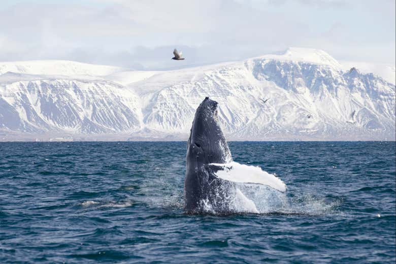 Make the most of your time in Iceland