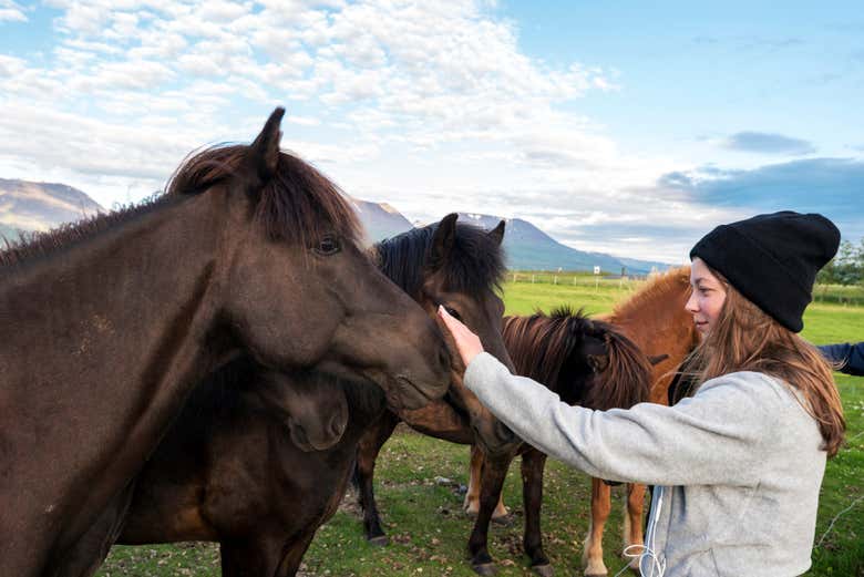 Stroking the horses