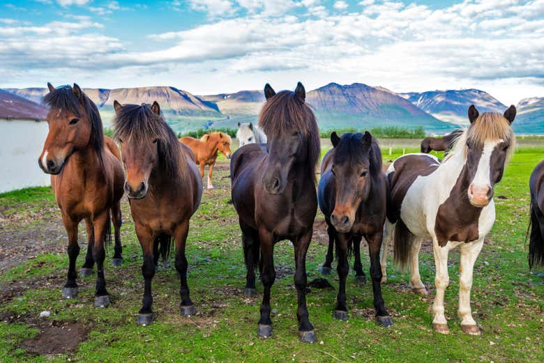 Varmahlíð horses