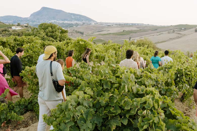 Stroll amongst vines