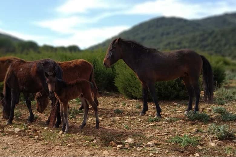 Horses at Porto Conte Park