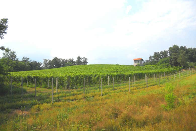 Vineyards of Borgomanero