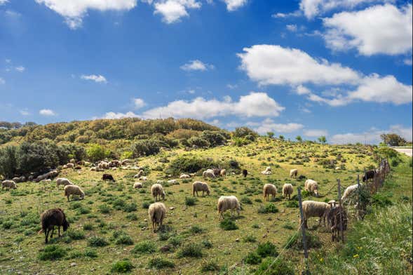 Typical Sardinian Farm Day Trip