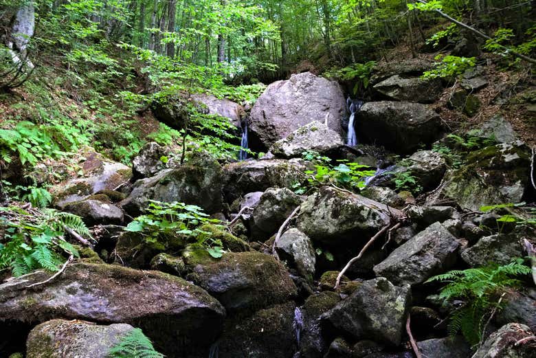 Streams in the Sila National Park