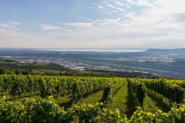 Visita a la bodega Giovanna Tantini