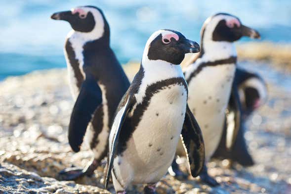 Biglietti per l'acquario di Cattolica