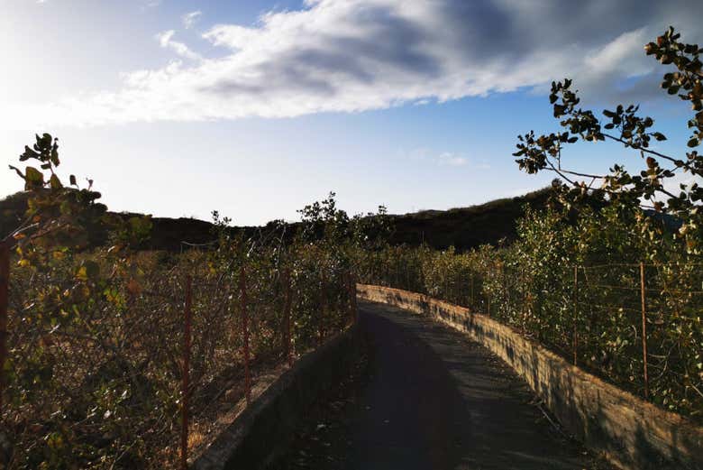 Visit a pistacchio field