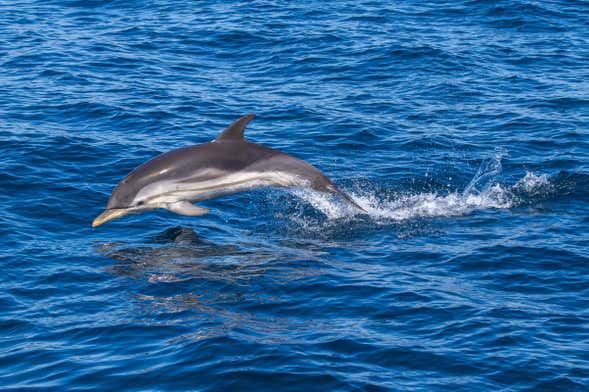 Giardini Naxos Dolphin Watching