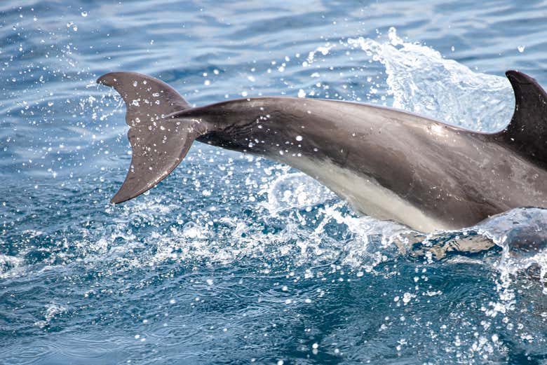 See the dolphins up-close!