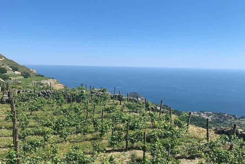 Ischia Vineyard & Winery Tour photo