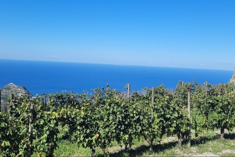 Ischia Vineyard & Winery Tour photo