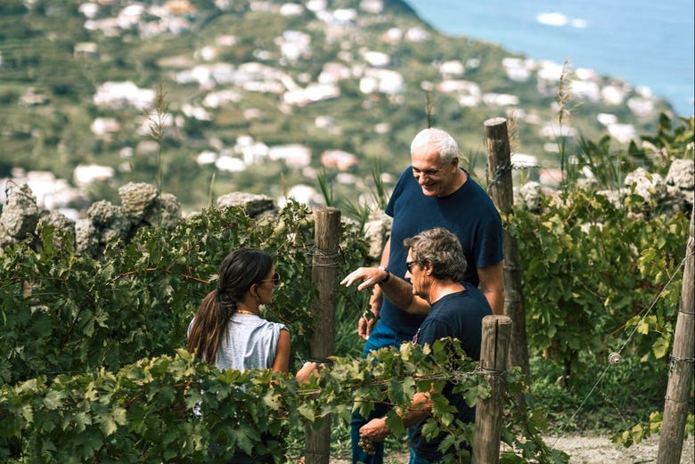 Ischia Vineyard & Winery Tour