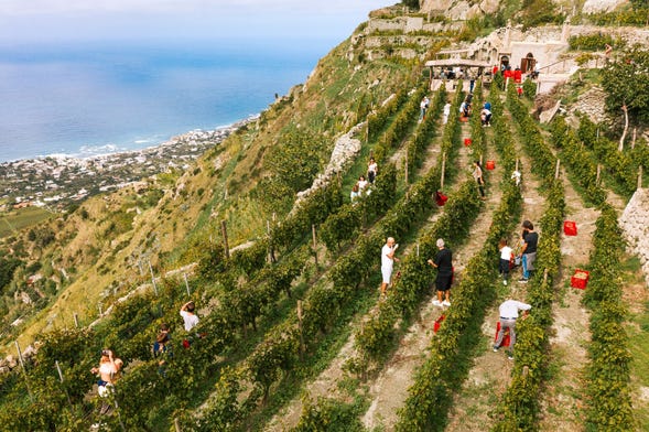 Ischia Vineyard & Winery Tour