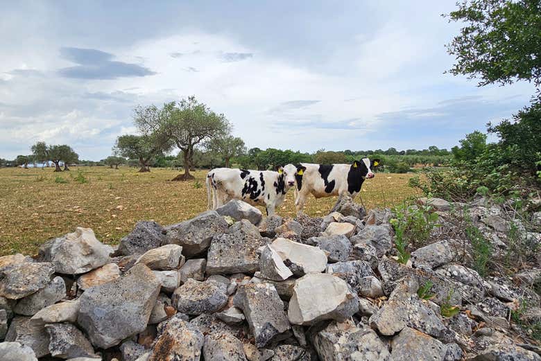 Vaquitas en los campos de Matera