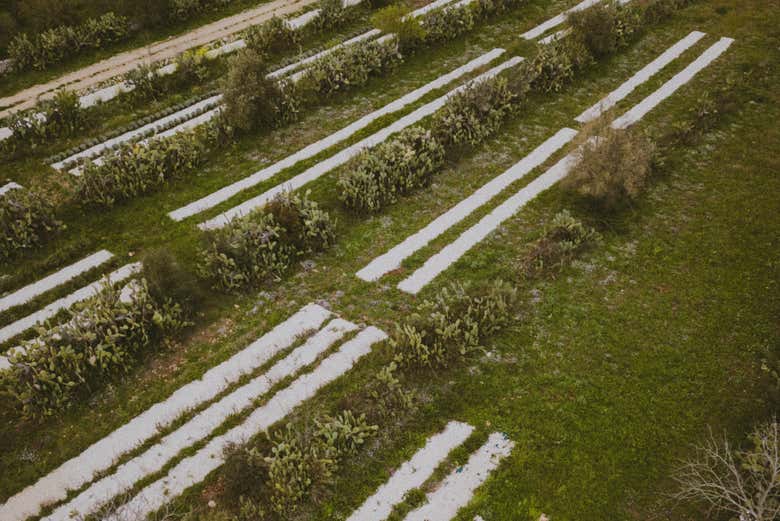 Stroll through the aromatic herbal fields