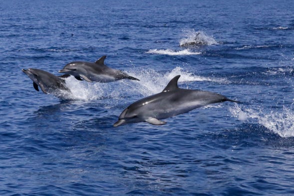 Avistamento de golfinhos na ilha de Figarolo