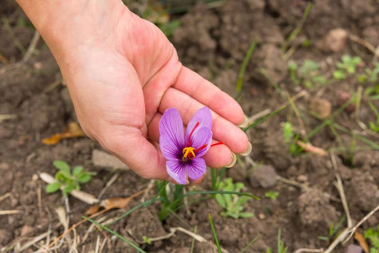 Una flor de azafrán en Olmedo