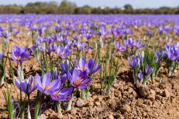 Olmedo Saffron Tour