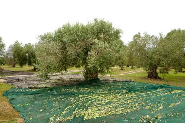 Olive Oil Mill and Grove Tour + Tasting