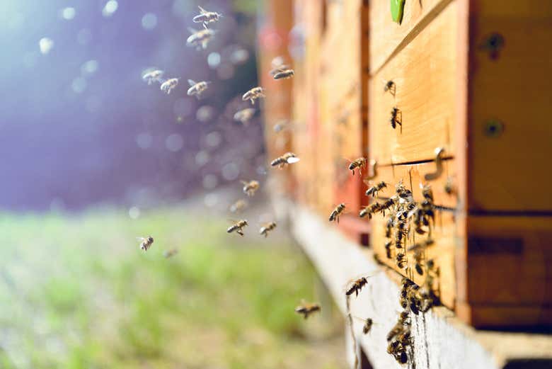 Várias abelhas na fazenda apícola