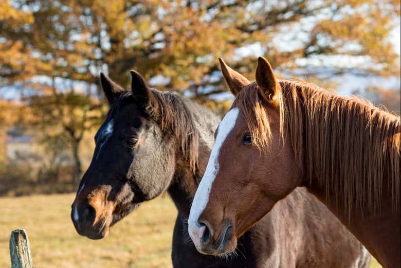 Cheval à la sortie de l'étable