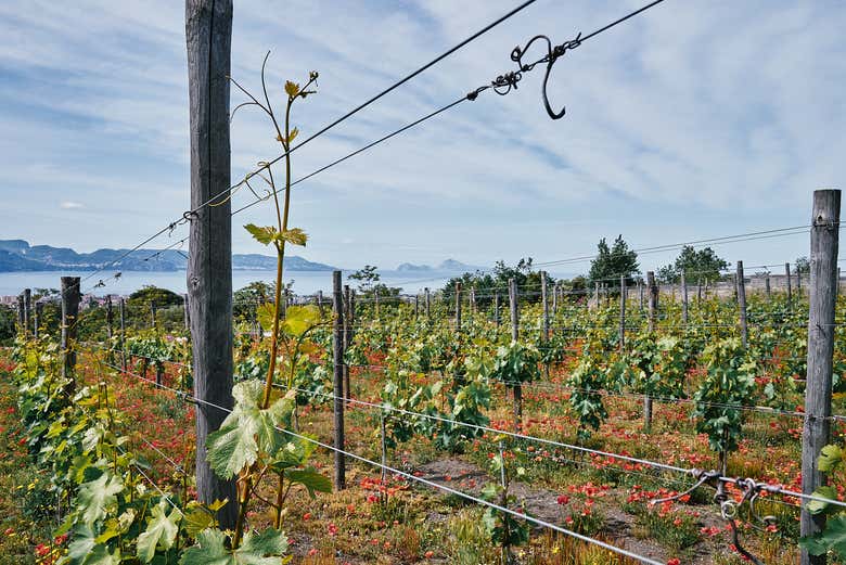 Viñedo en el Parque Nacional del Vesubio