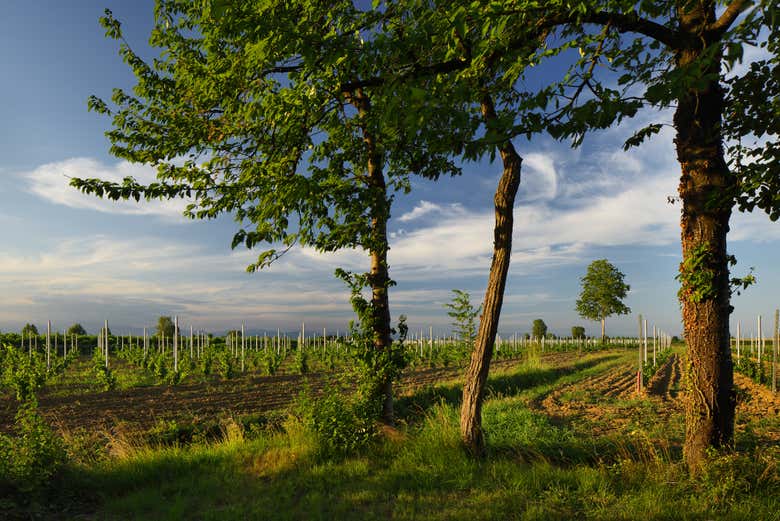 Explore the winery's vineyards