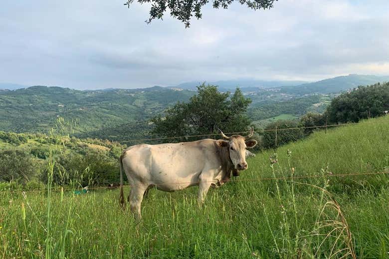 Nature of Prignano Cilento