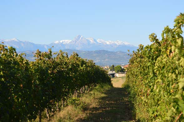 Visita a la Cantina Mazzarosa