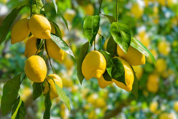 Sorrento Limoncello Tour