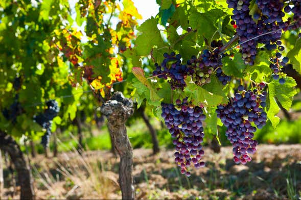 Tour por Taormina + Visita a una bodega del Etna