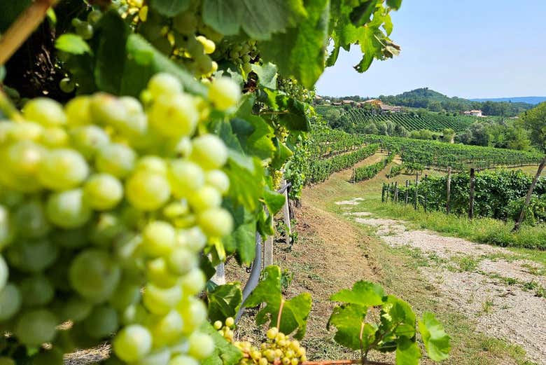 Paisagens de Valdobbiadene