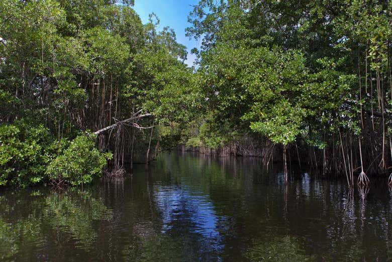 Views of the Black River