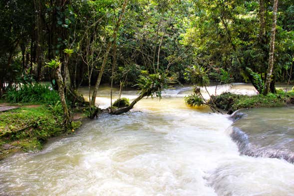 Black River & YS Falls Day Trip