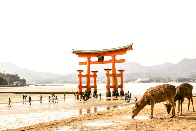 Visitando la isla de Miyajima