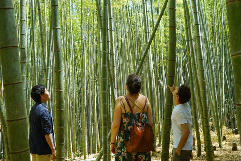 Admiring the bamboo of Fushimi Inari Taisha