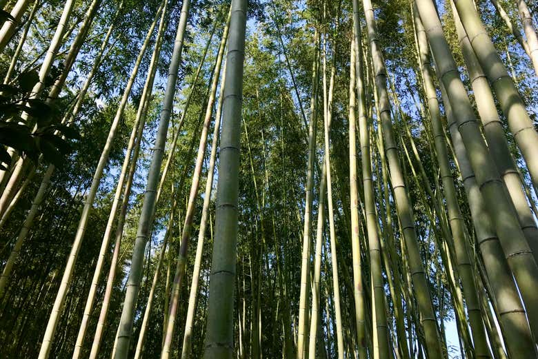 Bosque de bambú de Arashiyama