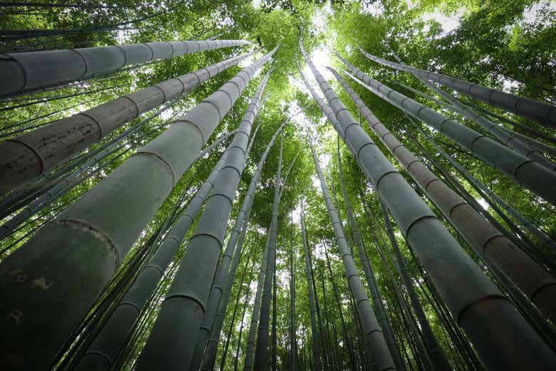 Discovering the Arashiyama bamboo forest