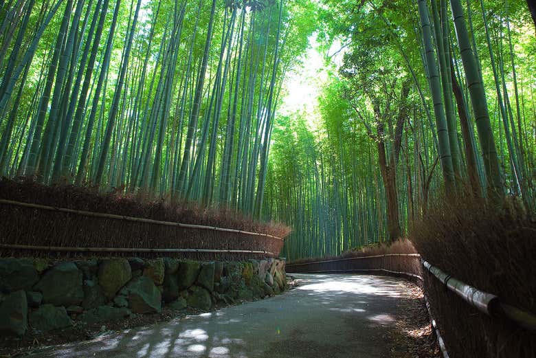 Caminaremos por los senderos de Arashiyama