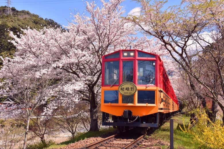 Look out for cherry blossoms!