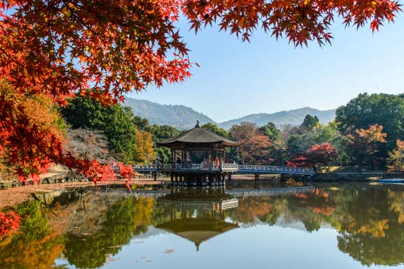 Tour privado por Nara con guía en español